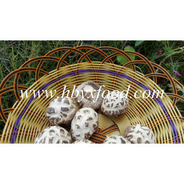 Getrocknete weiße Blume Shiitake-Pilz-Preise dehydriertes Gemüse